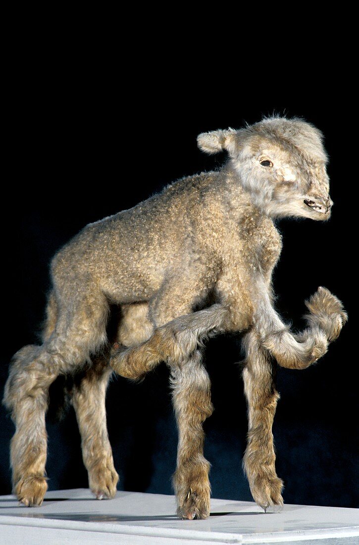 Lamb with polymelia birth deformity