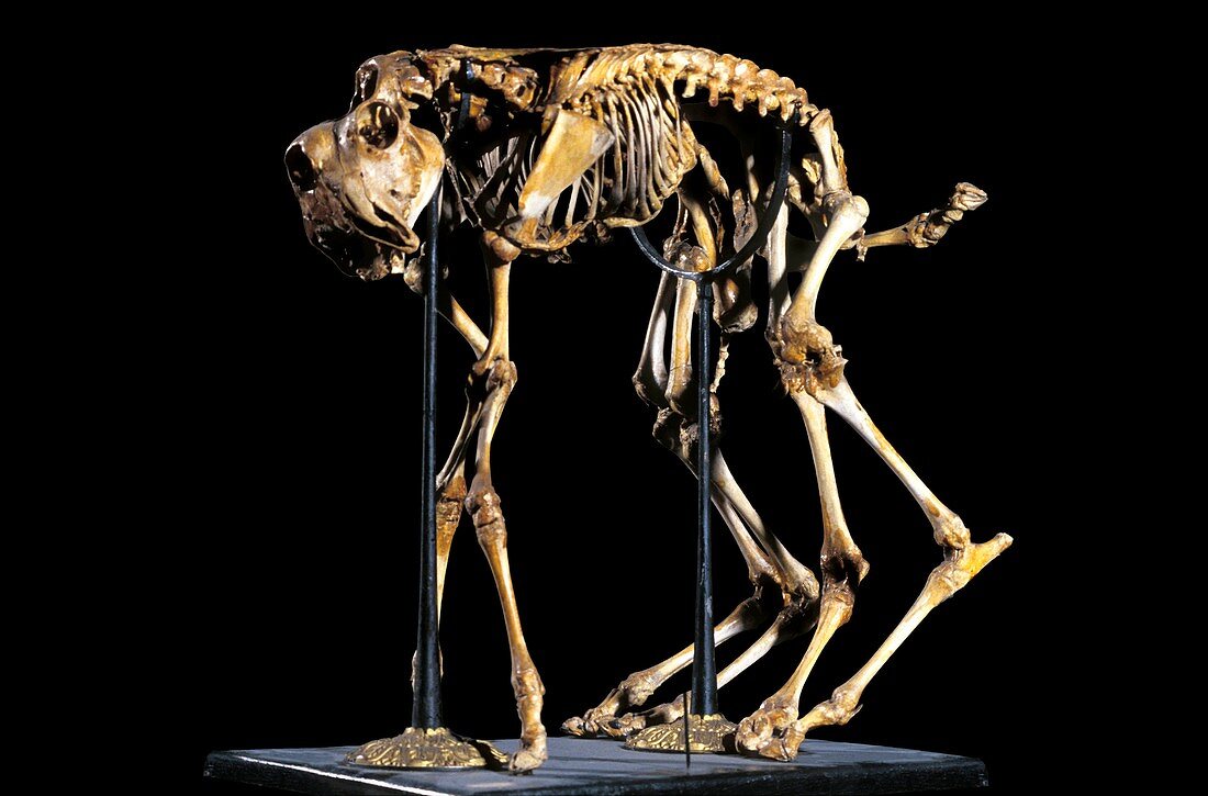 Sheep skeleton with polymelia
