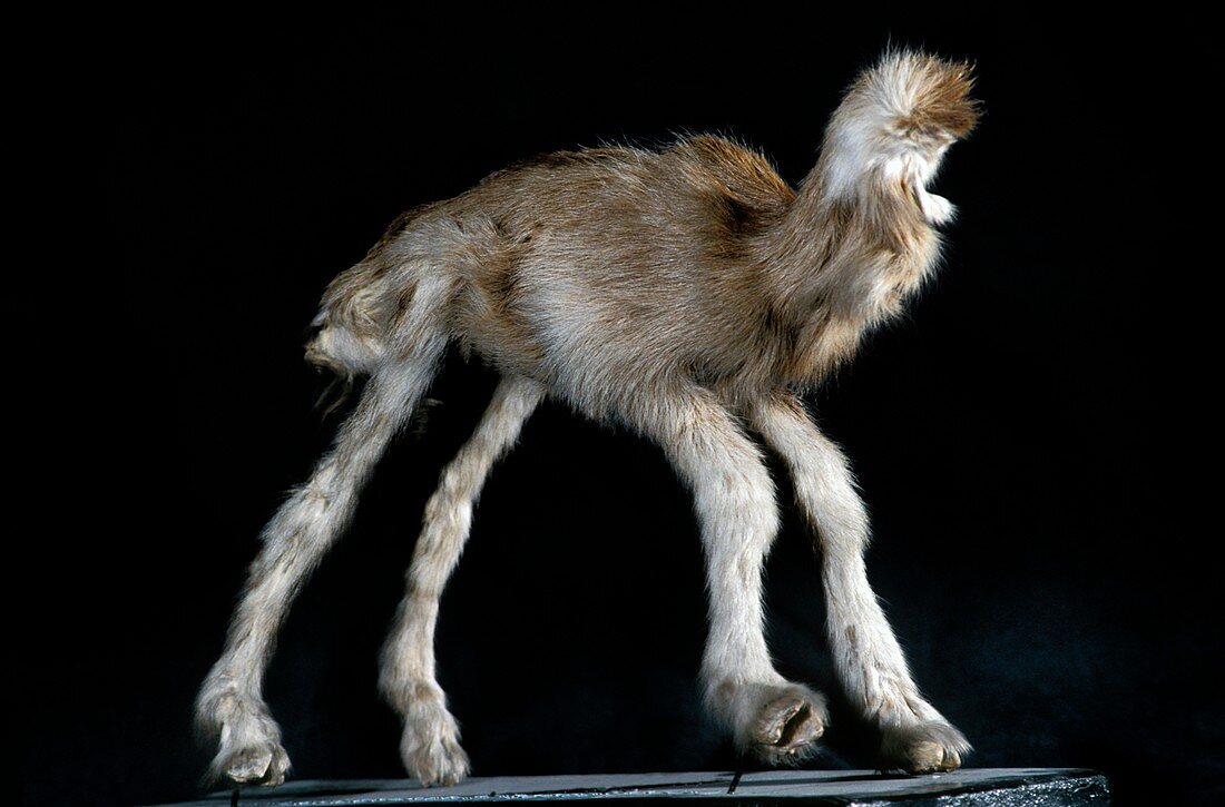 Goat with birth deformity