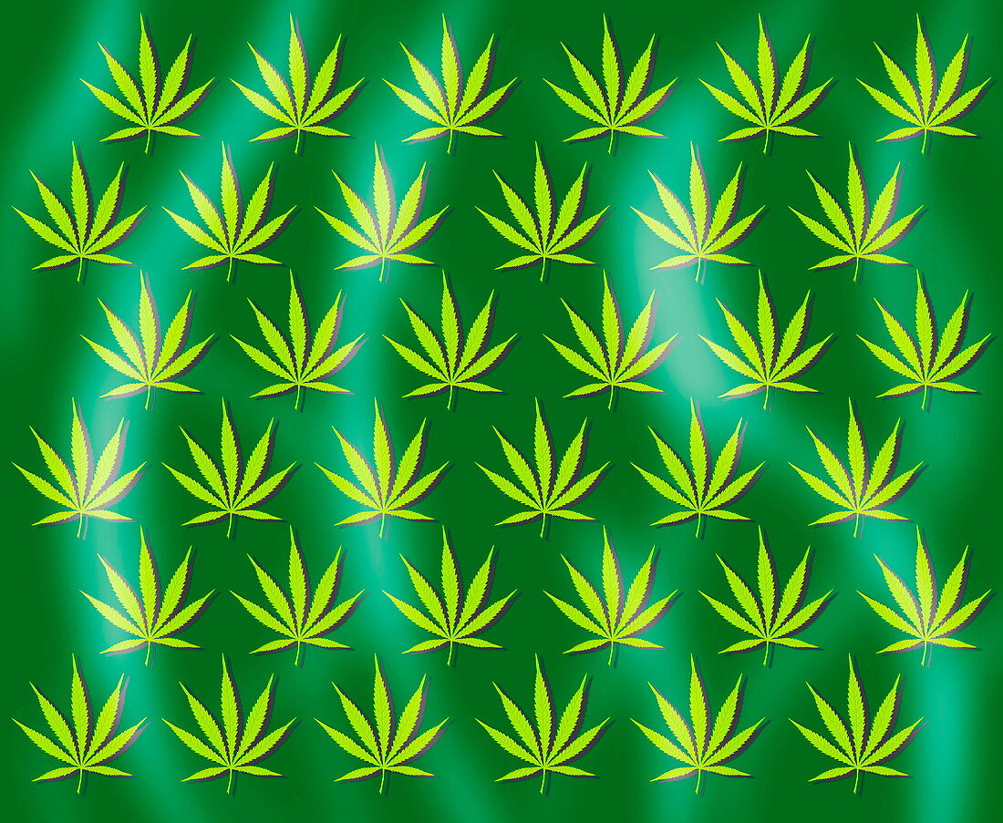 Cannabis leaves