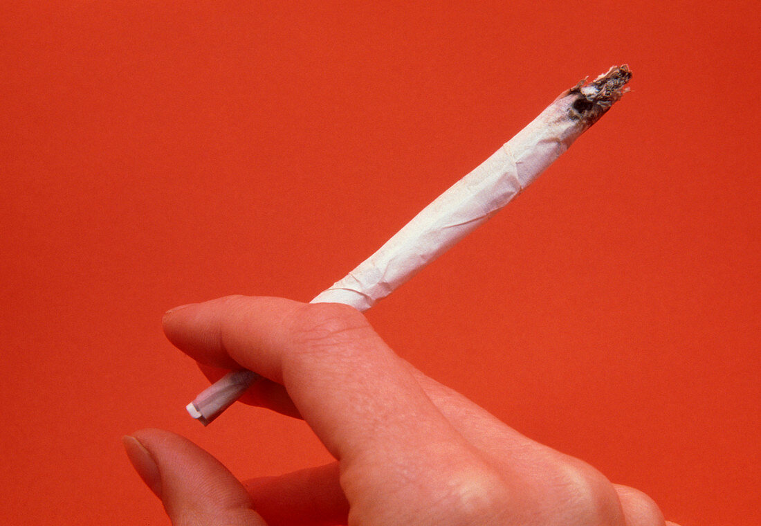 Hand holding a joint containing marijuana