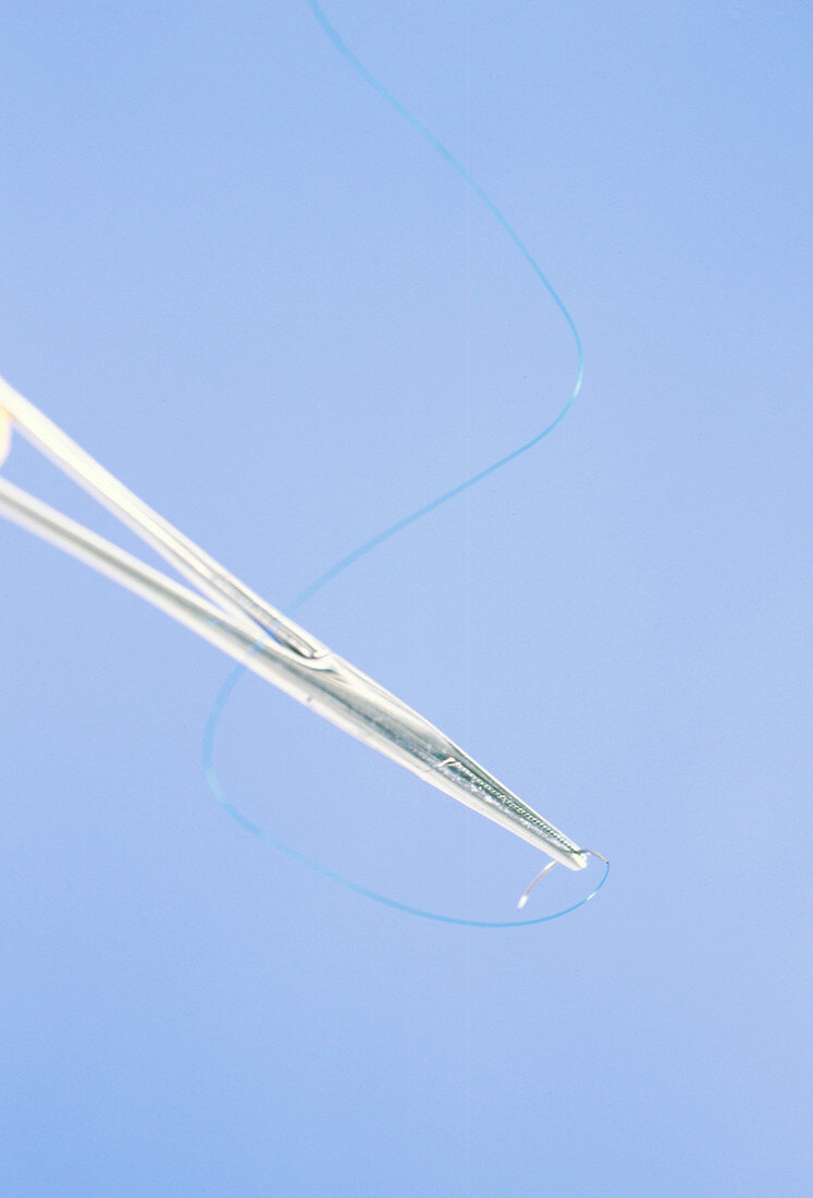 Close-up of a suture held in a pair of forceps