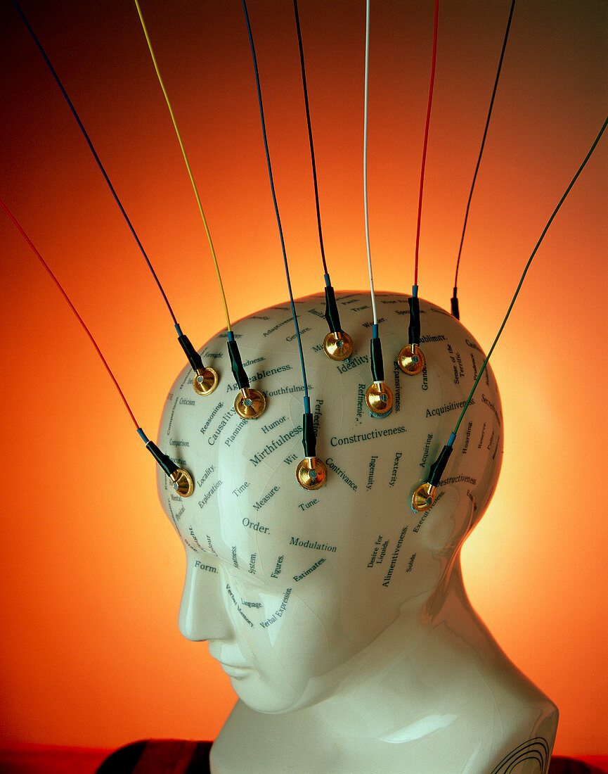 EEG electrodes on a model phrenology head