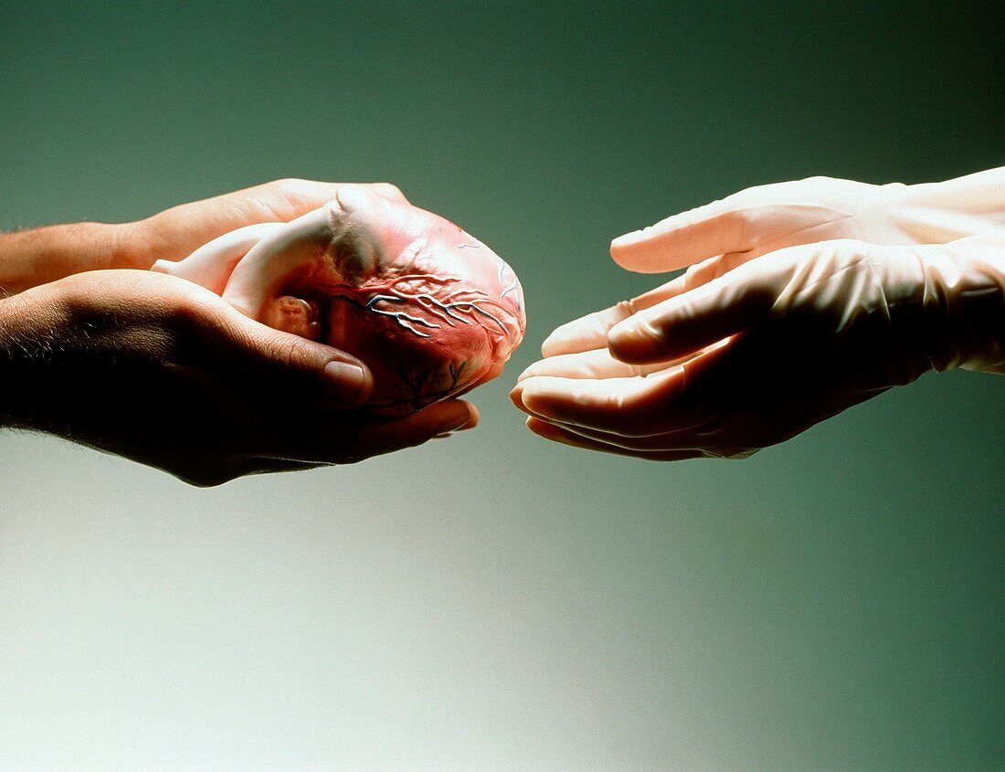 Heart donation abstract: hands receive a heart