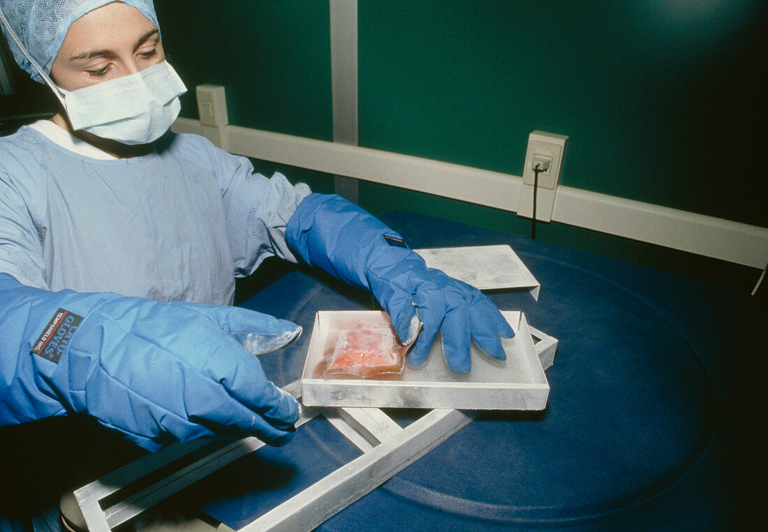 Technician takes heart valves from liquid nitrogen
