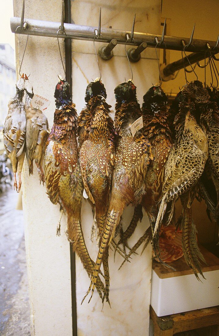 Freshly Killed Pheasants