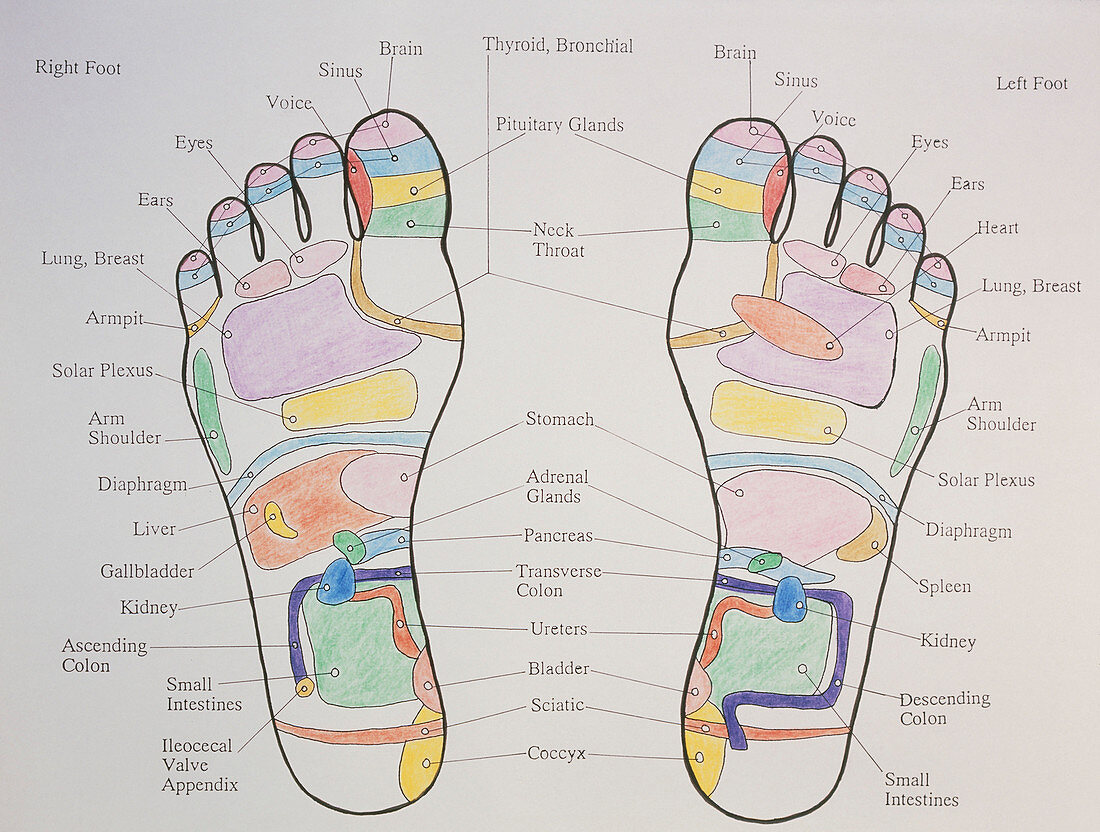 Reflexology chart showing pressure points on feet