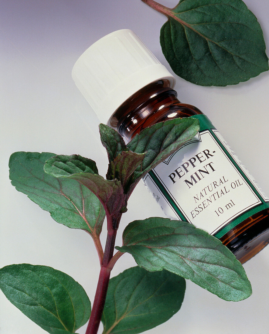 Bottle of peppermint aromatherapy oil and herb