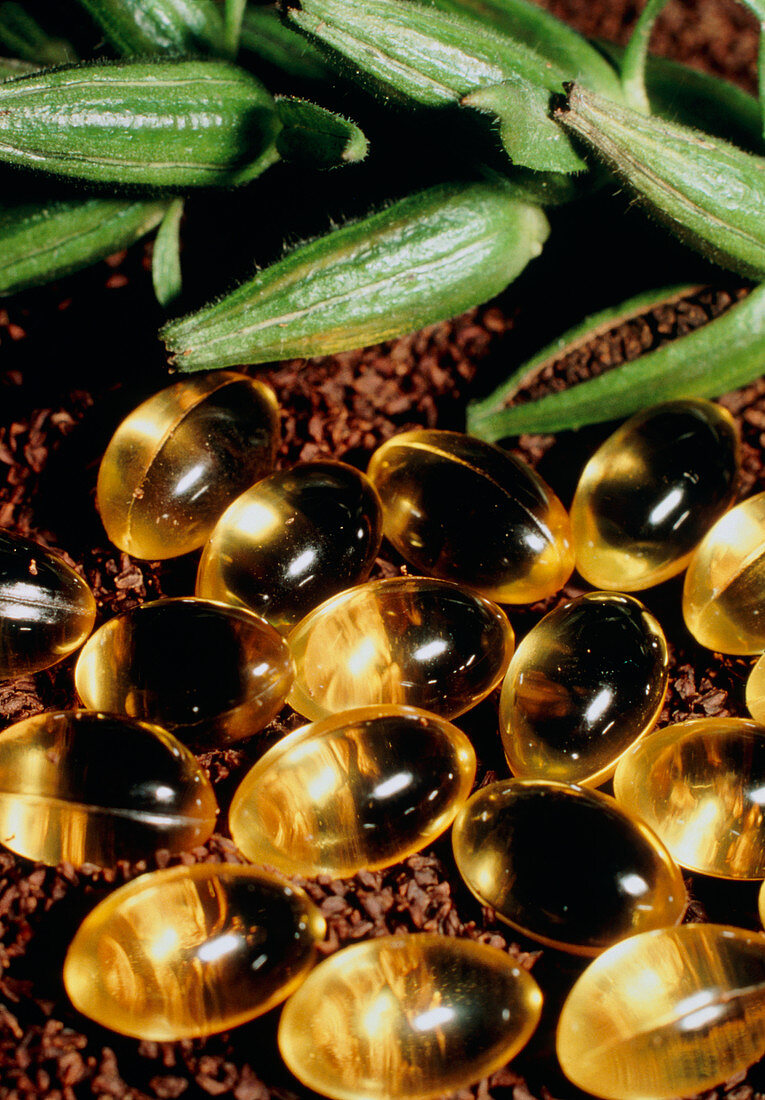 Gelatin capsules of the oil of evening primrose