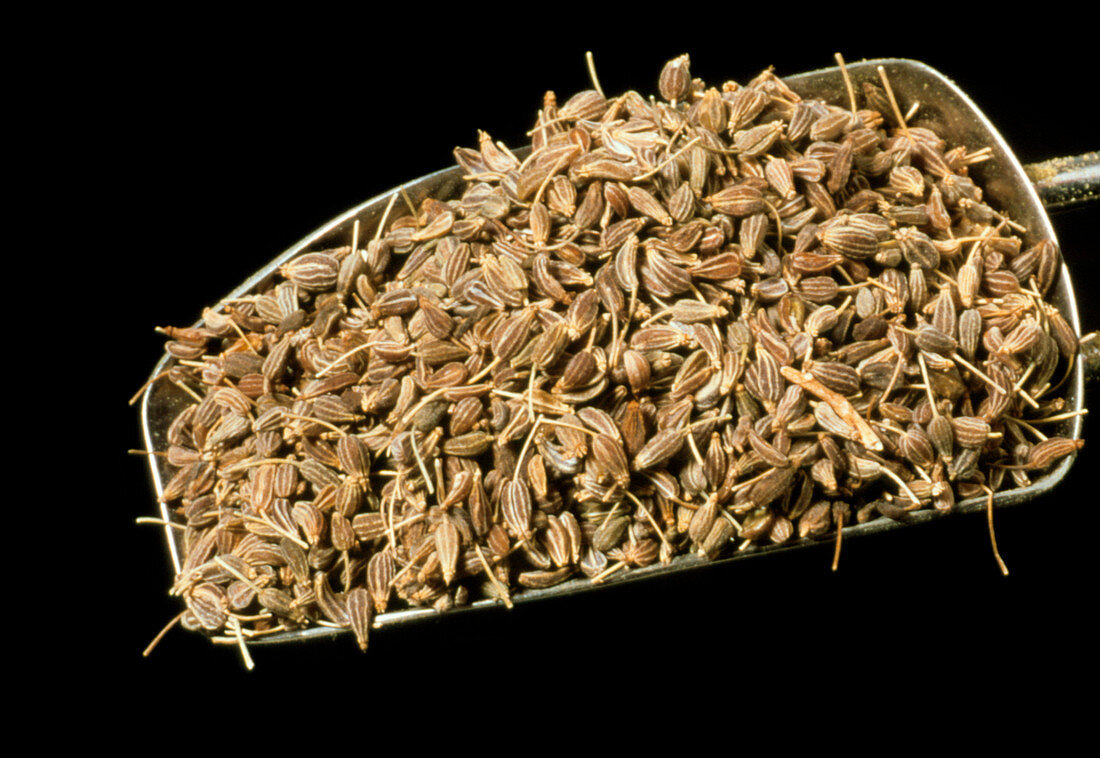 Anise seeds