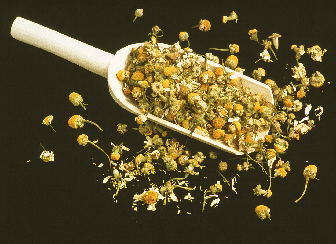 Dried camomile flowers