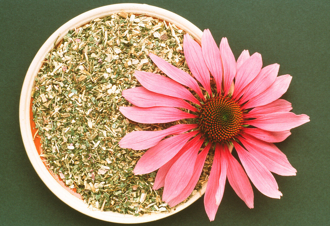 Dried purple coneflower