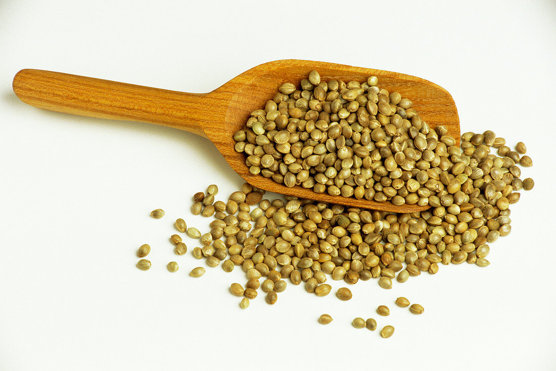 Dried hemp seeds