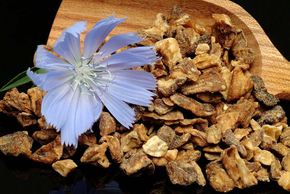 Dried chicory root and flower
