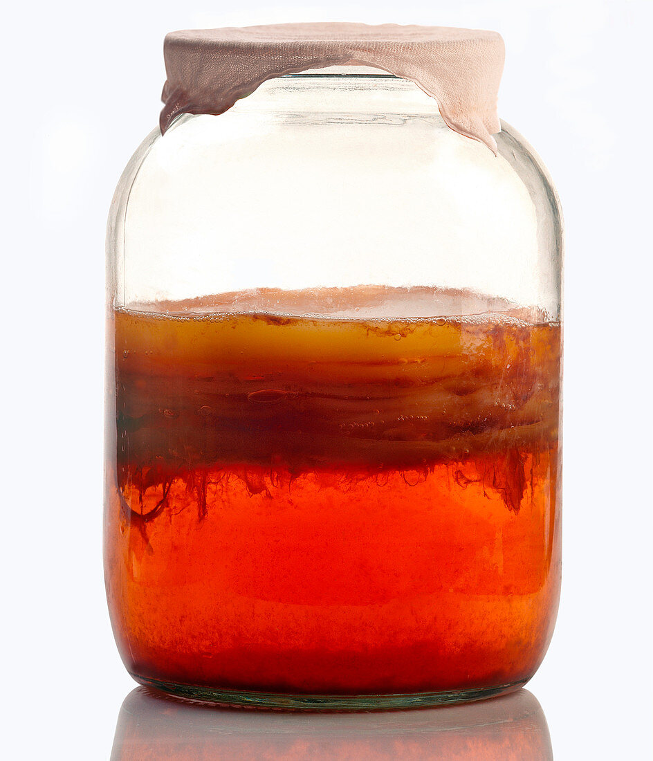 Kombucha tea fermenting