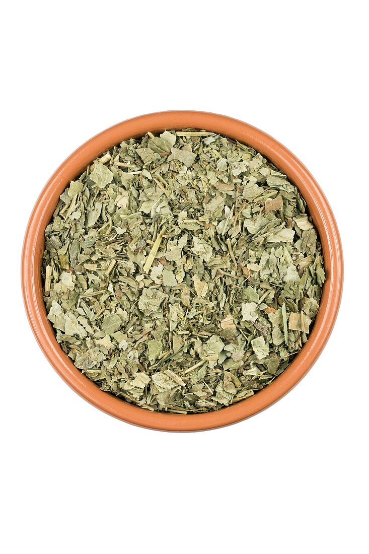 Lady's mantle herb