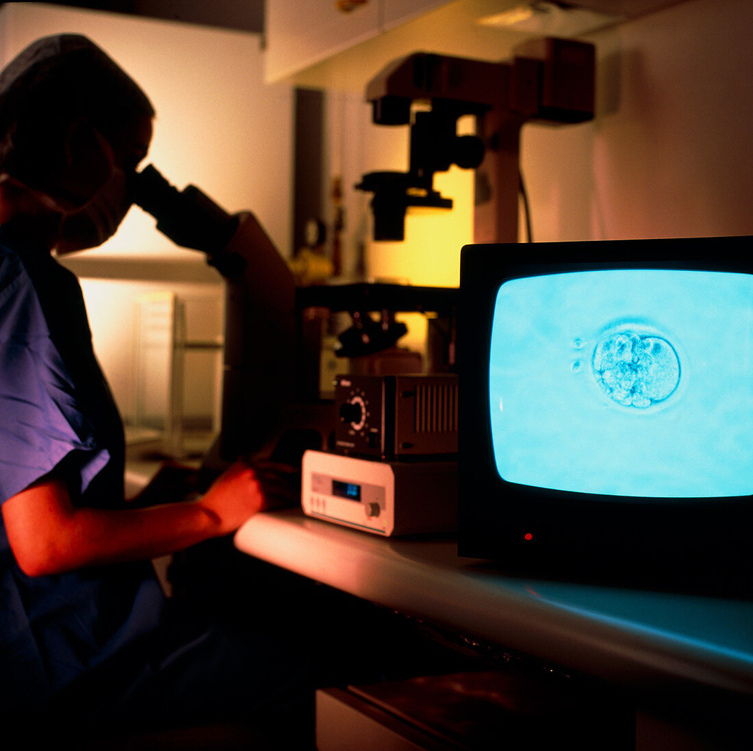 Technician studying early embryo after IVF