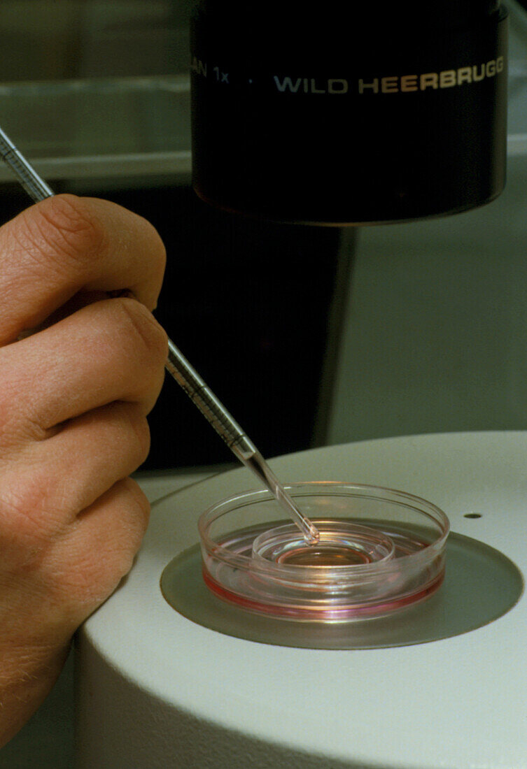 In vitro fertilisation technique
