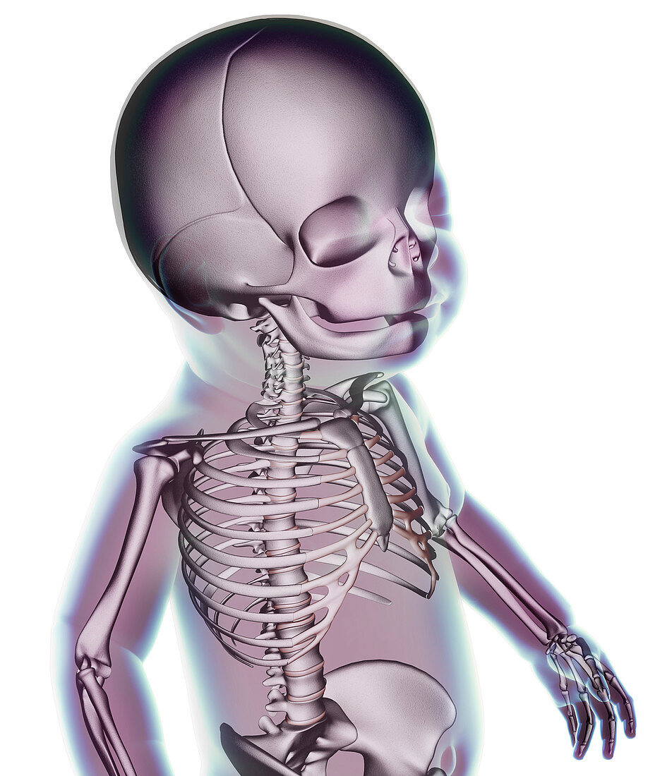 Human baby,anatomical artwork