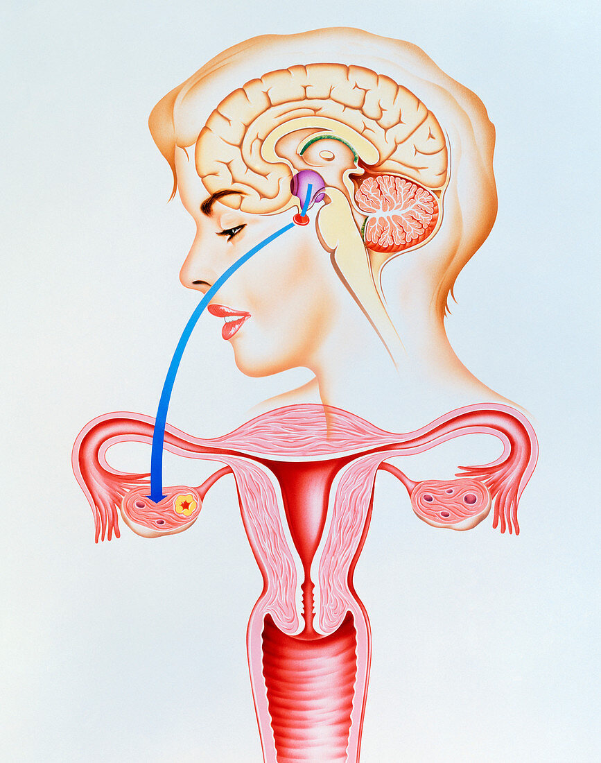 Artwork showing mechanism of oral contraception