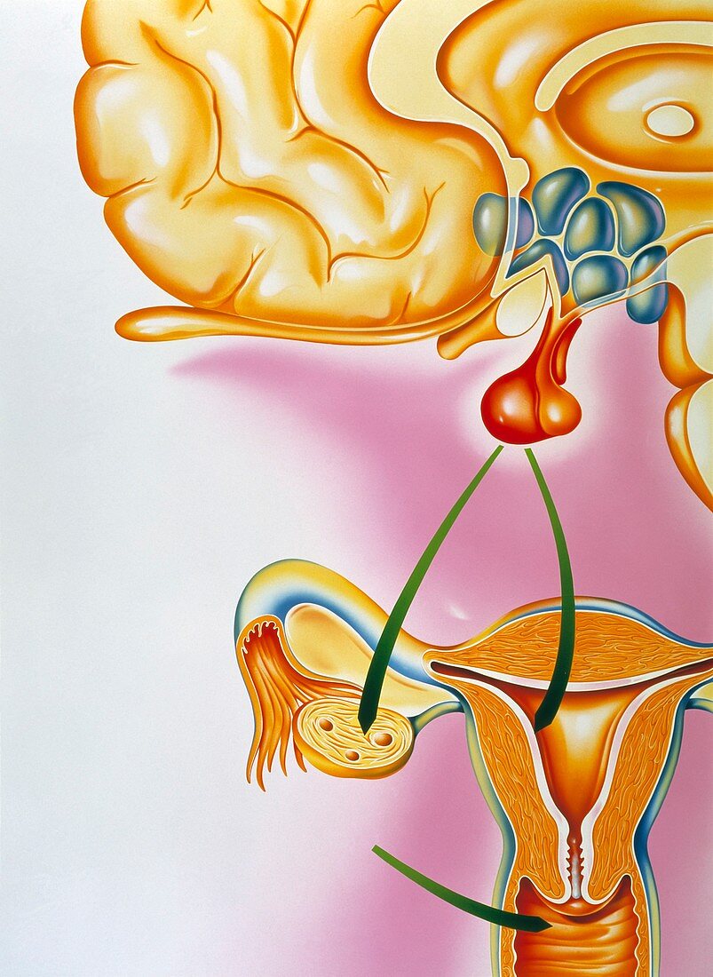 Contraceptive pill action,artwork