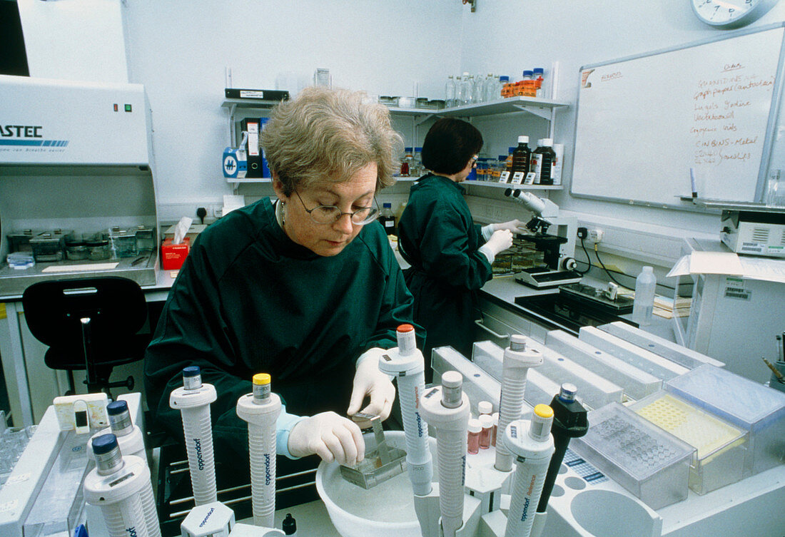 Technician prepares microscope slides of CJD brain