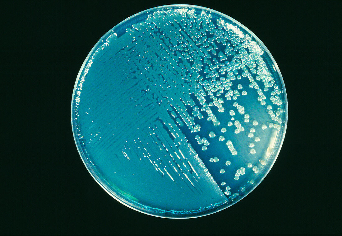 Cultured Pseudomonas bacteria