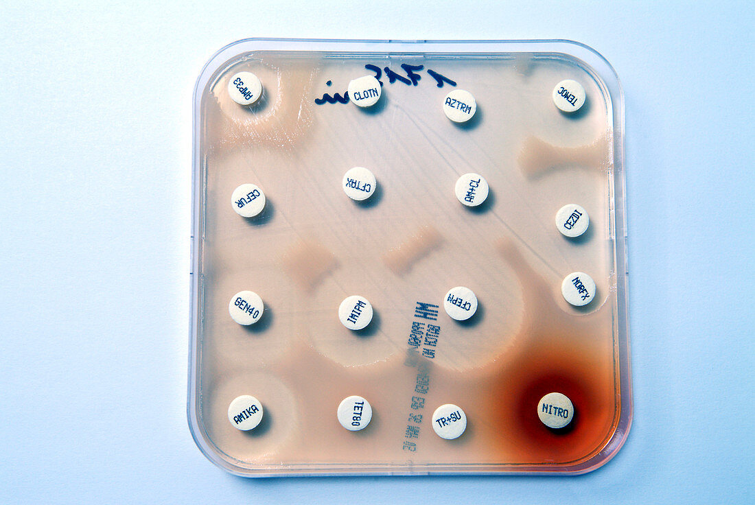 Pseudomonas bacteria antibiotic tests