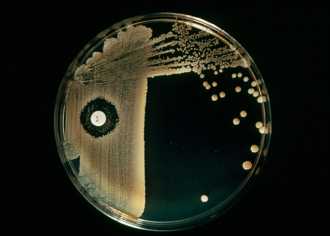 Penicillin-resistant bacteria
