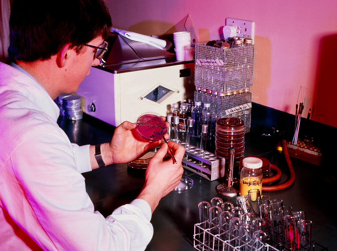 Microbiologist examining Salmonella colonies