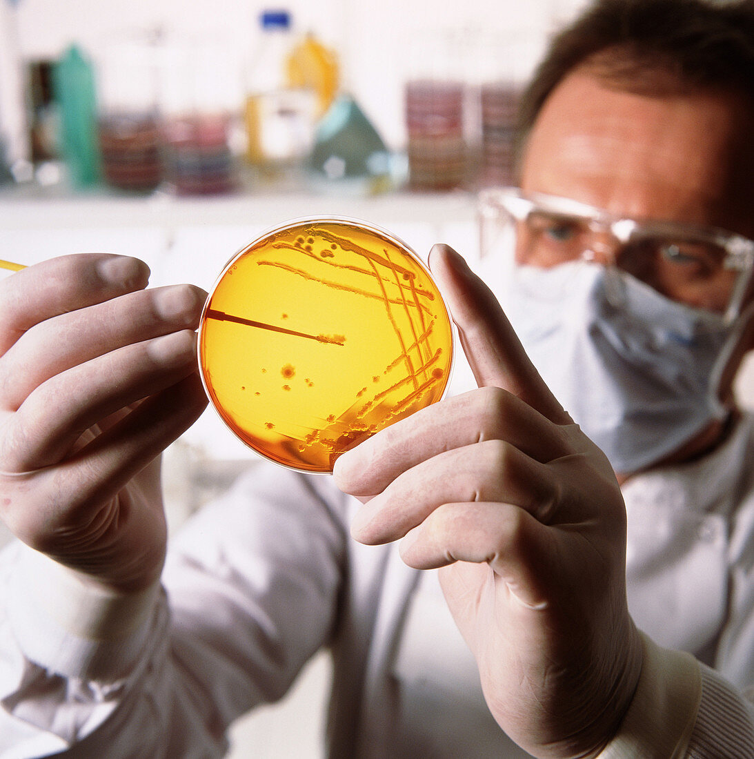Technician examines bacteria on a petri dish