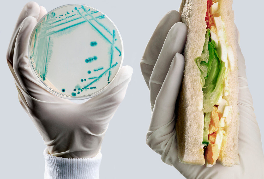 E. coli food poisoning