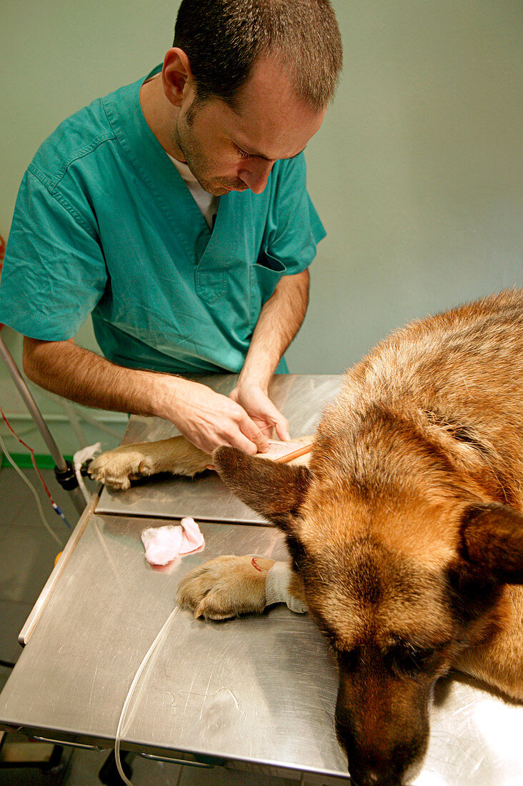 Preparing a dog for surgery