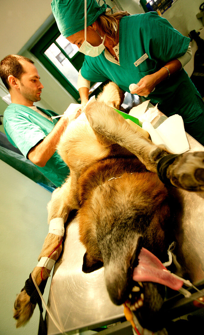 Animal surgery