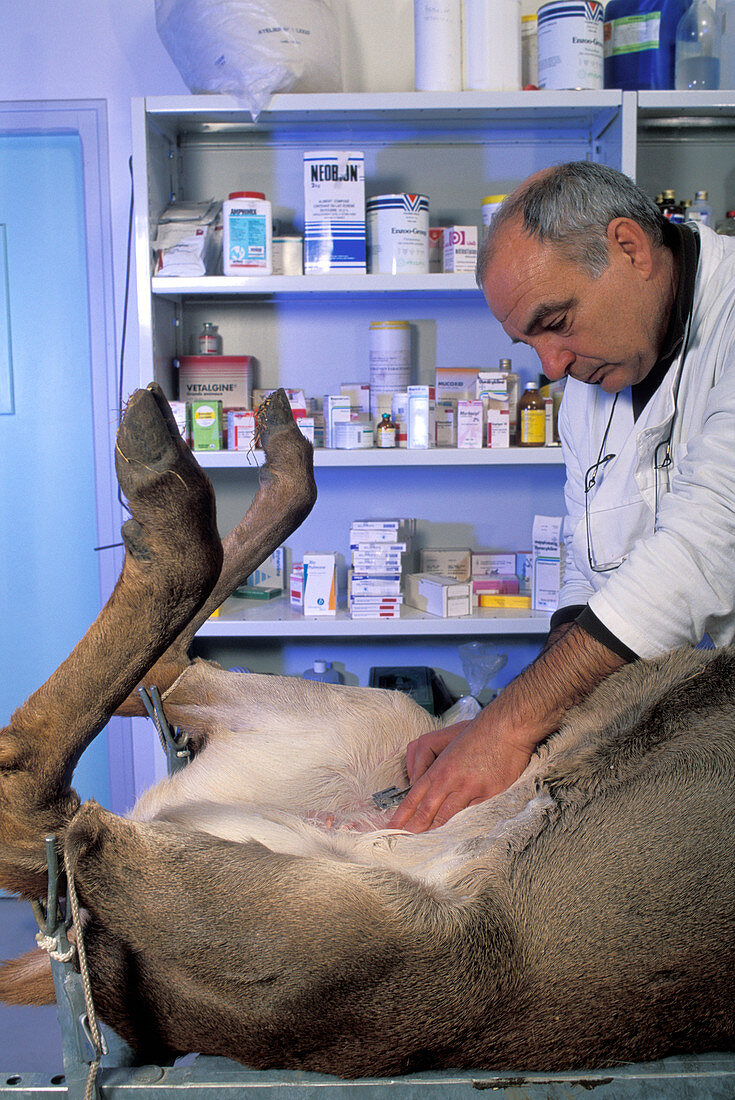 Preparing a deer for surgery