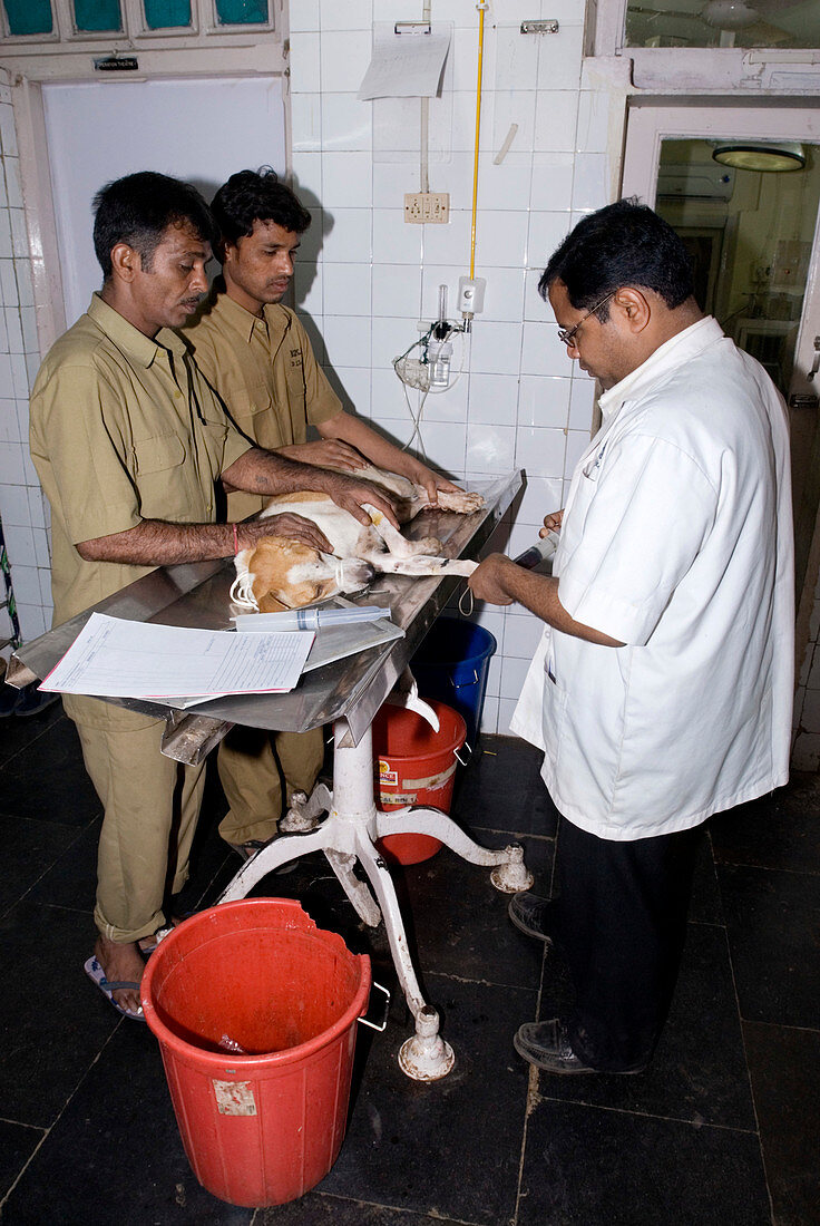 Veterinary clinic,Mambai,India