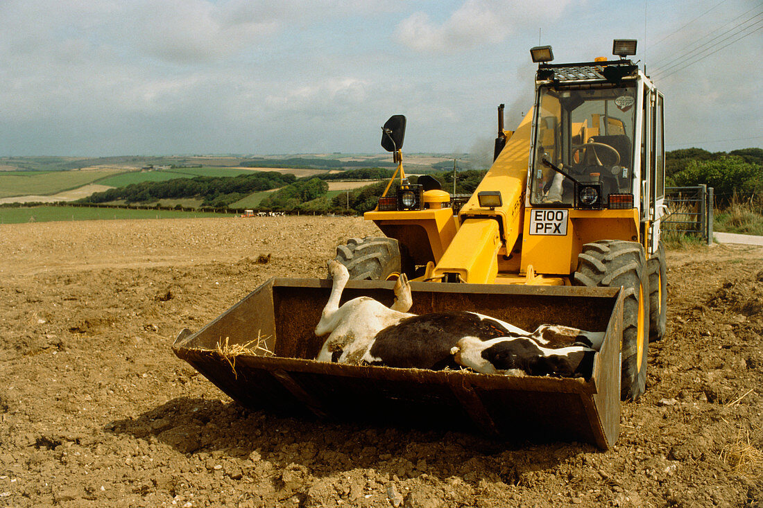 Carcass of a BSE-infected cow in JCB bucket