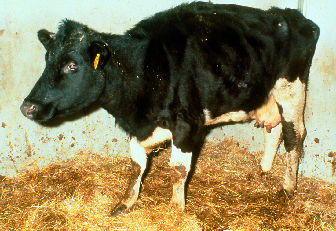 Cow infected with BSE mad cow disease