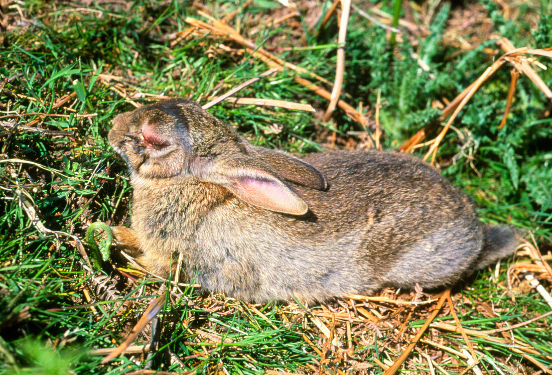 View of a rabbit with myxomatosis