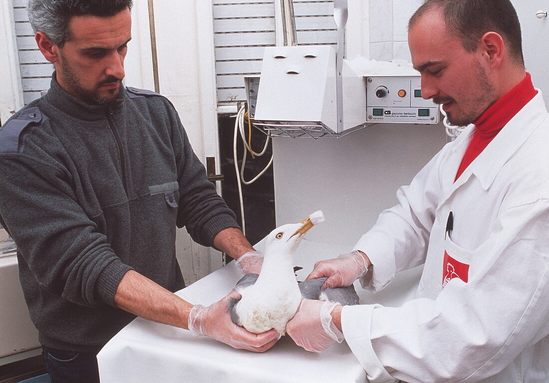 Vet and injured herring gull