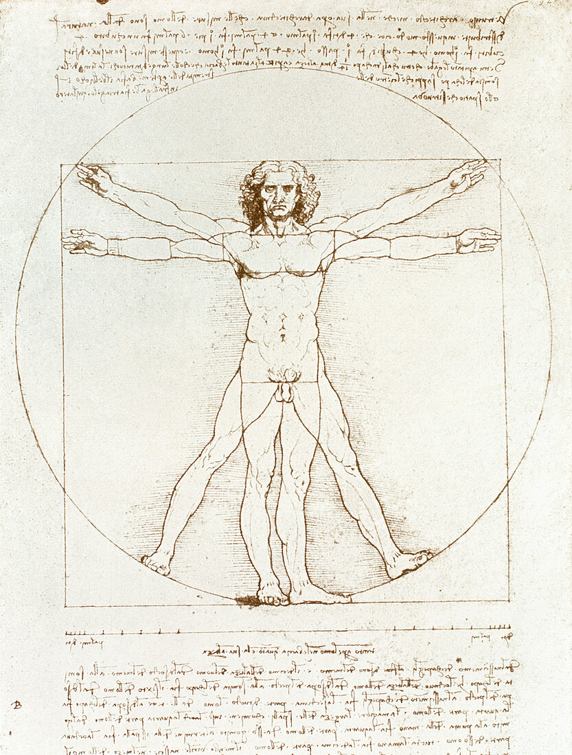 Male movement by Leonardo Da Vinci