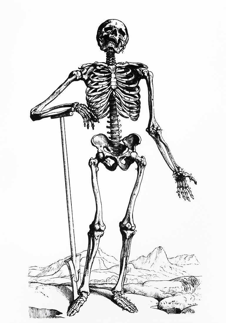 Engraving of the human skeleton
