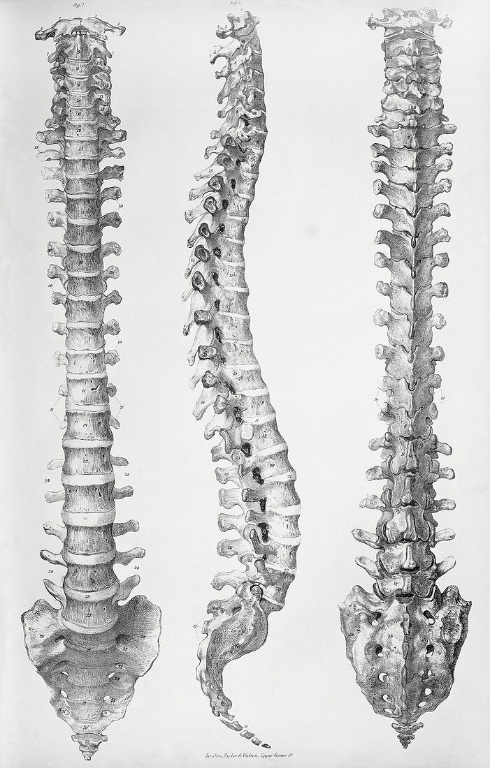 Spine anatomy