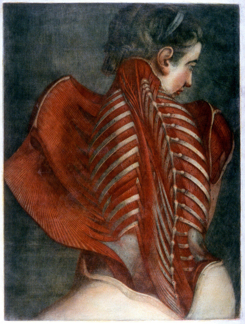 Back anatomy,18th century
