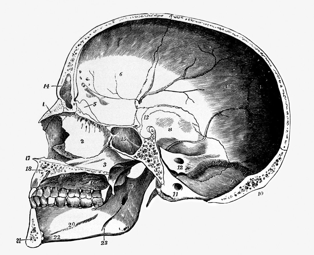 Artwork of a cross-section through a human skull
