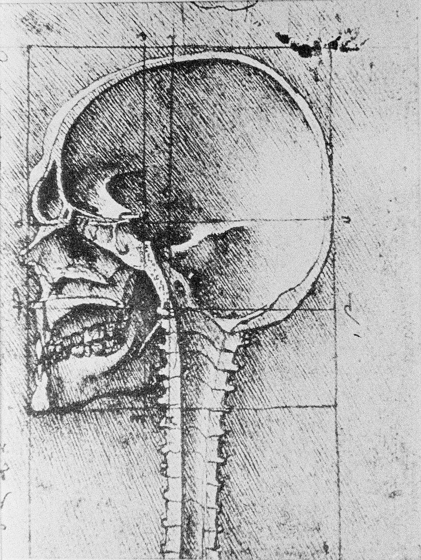 Skull anatomy,15th century