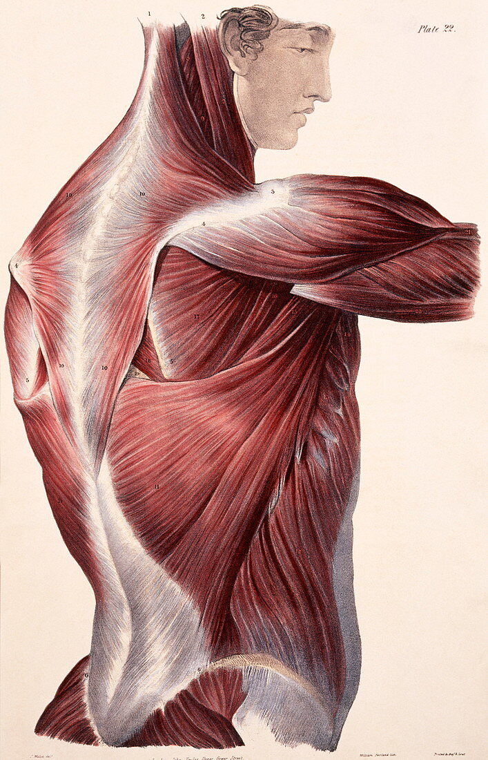 Muscles of the side and back