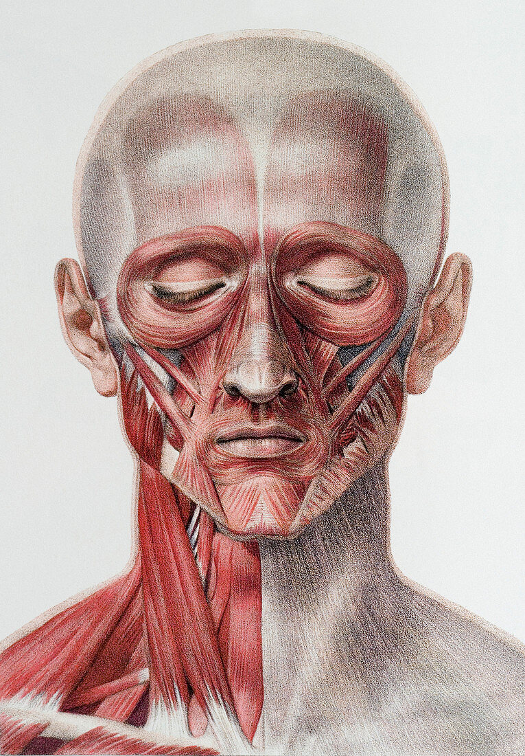 Head and neck muscles
