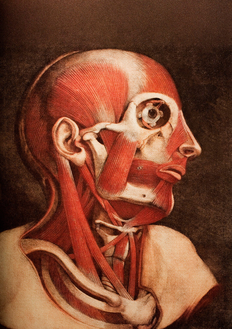 Muscles of the head and neck