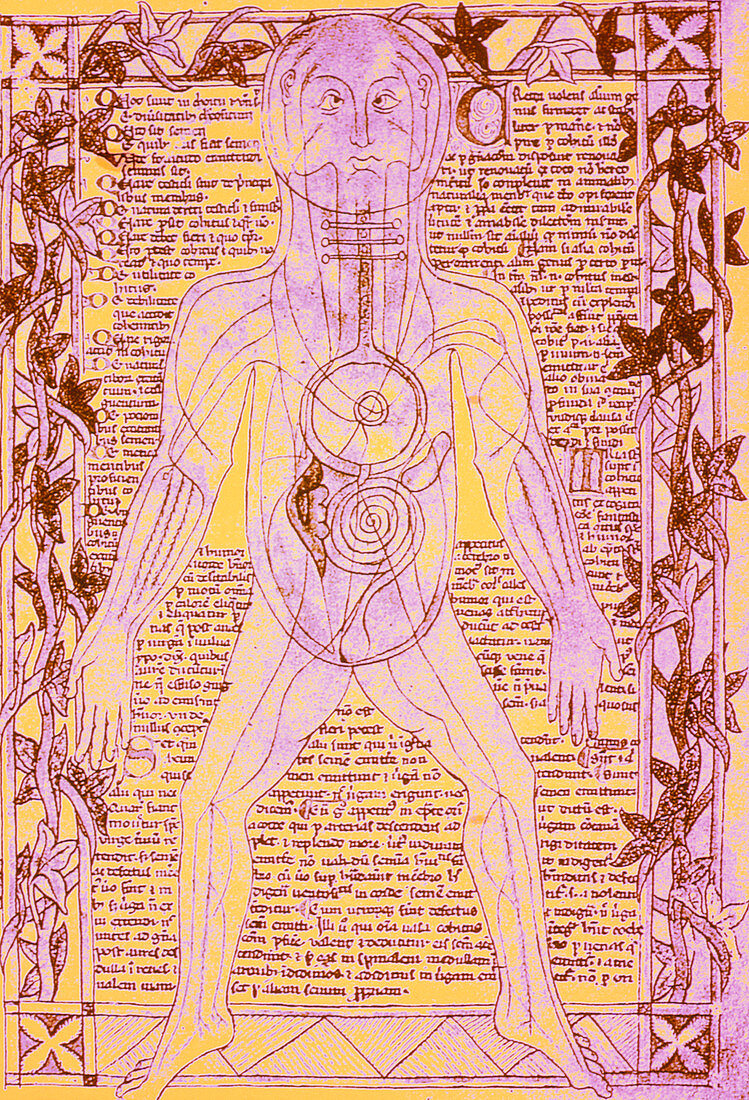 Coloured medieval drawing of human venous system
